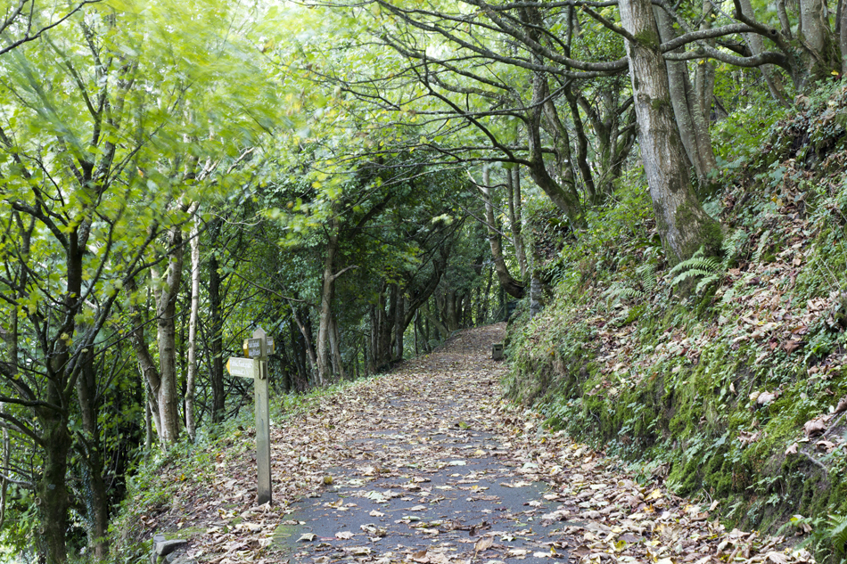 woodland path.jpg